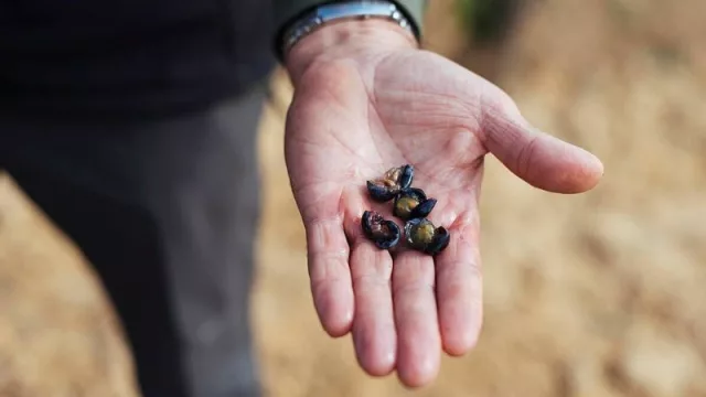 El control de maduración de la DOC Rioja destaca el avance controlado hacia la vendimia