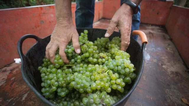 Las bodegas de la Denominación de Origen Ribeiro inician la campaña de vendimia