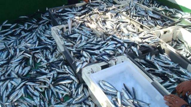 La Xunta aboga por aumentar el cupo de sardina en base a los informes biológicos