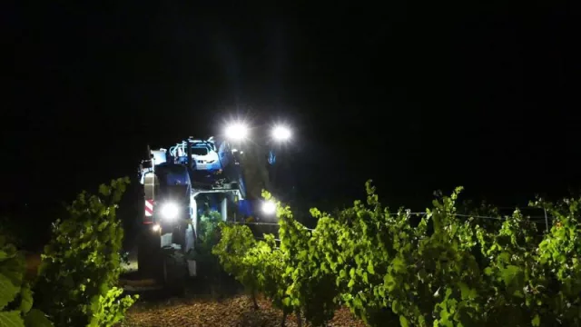 Comienza la vendimia en la Denominación de Origen Rueda con las variedades Sauvignon Blanc y Chardonnay