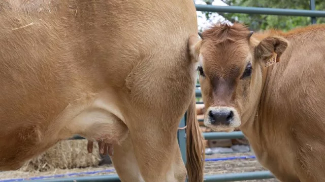 El vacuno de leche percibe una estabilización de los costes (aunque todavía están en niveles altos)