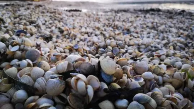 Economía-Mariscadores de Rianxo (A Coruña) pedirán paro biológico de seis meses por muerte masiva de berberecho y almeja