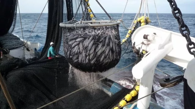 La flota atunera española insta a tomar medidas integrales para la pesquería de túnidos tropicales