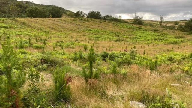 Fundaciones, servicios financieros, salud y bienestar: los sectores que más apuestan por la reforestación en Galicia