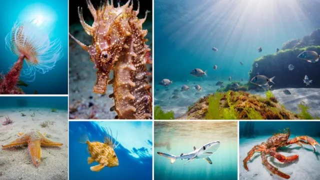 La verdadera estrella de esta ría se encuentra bajo sus aguas