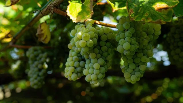 Comienza la vendimia de la DO Navarra, en la que se estima una reducción del 9% en la cosecha