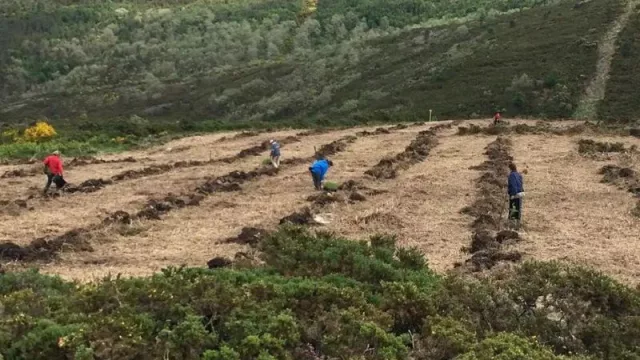 IMPT y CO2 Revolution se unen para promover la sostenibilidad ambiental a través de proyectos de reforestación en Galicia