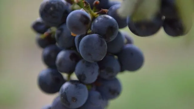 Bodega Otazu inicia una vendimia "histórica" con la primera cosecha de la variedad recuperada Berués