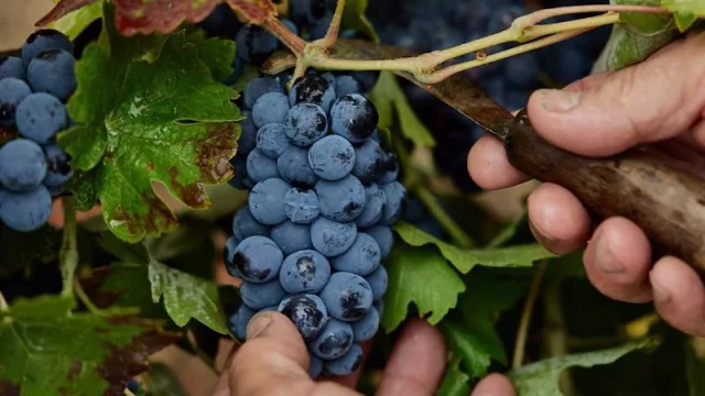 La vendimia de la DOP Sierra de Salamanca finaliza con 267.587 kilos de uva de calidad "excelente"