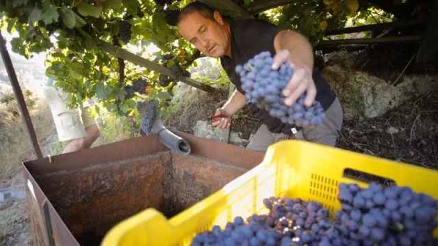 Según el SLG, cerca de 2 millones de kilos de uva tinta de la Ribeira Sacra no fueron cosechados
