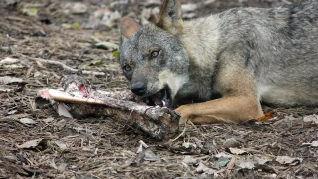 La Xunta "seguirá defendiendo" a afectados por daños del lobo, pero dice que el Gobierno "debe solucionar la situación"