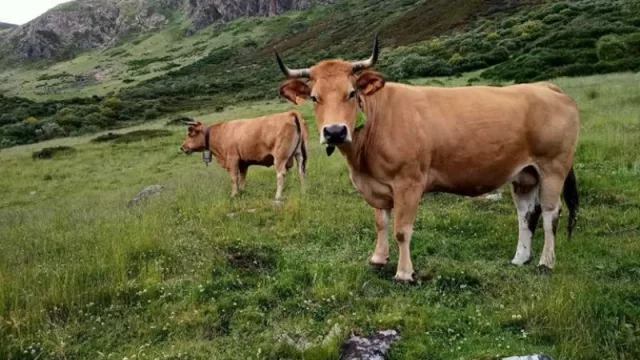 Boviex 4.0: Innovación IoT para revolucionar la ganadería extensiva y la vida rural