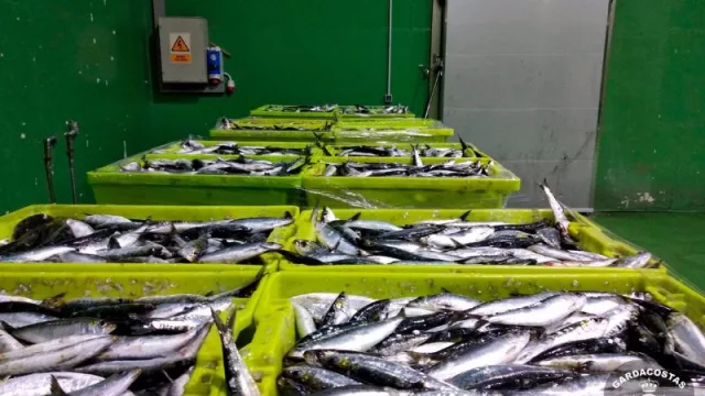 La Xunta autoriza el plan de gestión de la sardina con el 'arte de xeito'