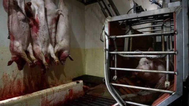 La fotografía de Igualdad Animal y Aitor Garmendia gana el bronce en los TIFA 2024 de Japón