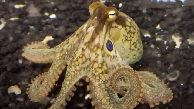 Un verano sin pulpo gallego