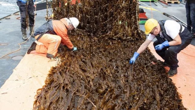 Amazon logra la primera cosecha de la granja de algas en Mar del Norte, impulsada por Right Now Climate Fund