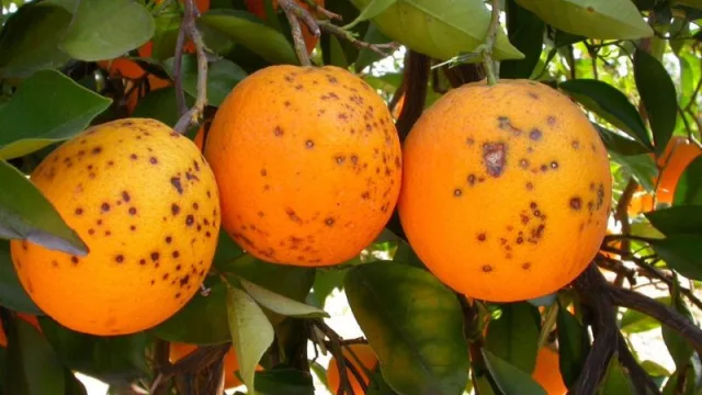 AVA alerta de "intolerable riesgo" al interceptarse en julio en UE 26 plagas en cítricos de países de Mercosur