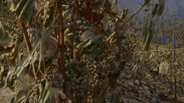 Las DO de Ourense barajan pérdidas al inicio de la vendimia por incendios: "Los viñedos salvaron las casas"