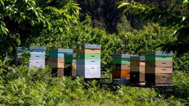 La Xunta facilitará a los apicultores afectados por los fuegos el acceso gratuito la parcelas del Banco de Terras