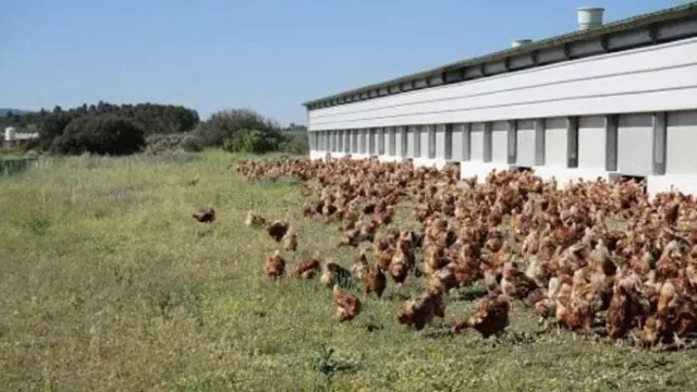 El principal proveedor de Mercadona anuncia que a finales de 2026 el 80% de su producción será libre de jaulas