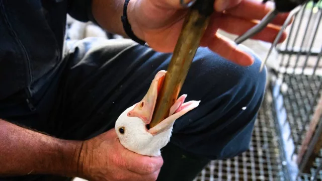 Brasil dice adiós al foie gras: entra en vigor su prohibición